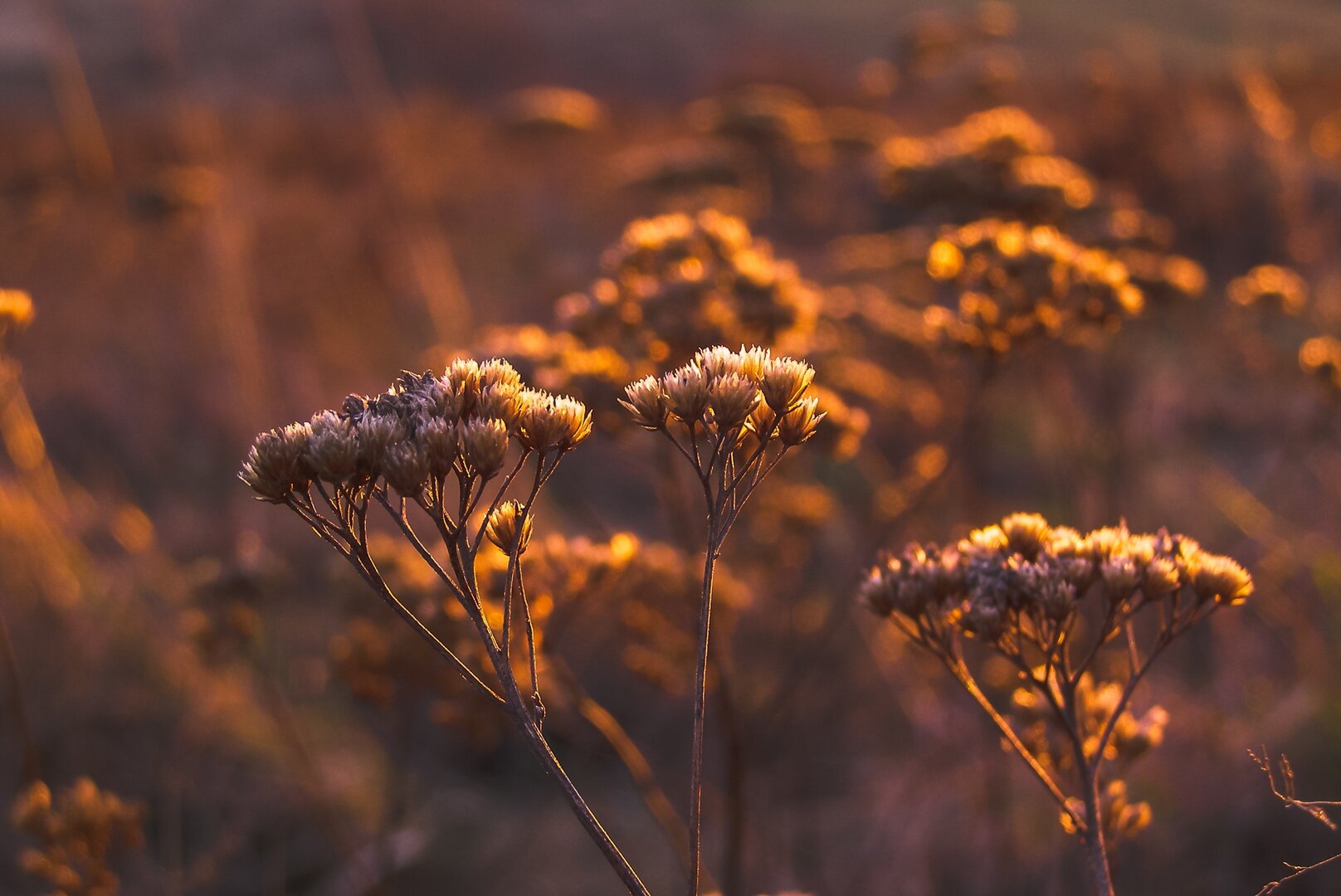 Fleurs d'immortelle en pleine nature